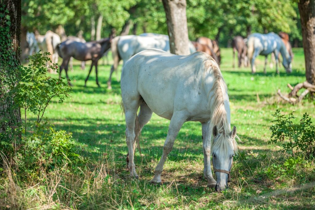 Beautiful white horse grazing on the green grass in the Lipica, National park in Slovenia