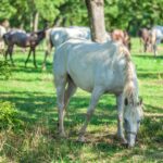 Jak zadbać o czystą i funkcjonalną ściółkę w gospodarstwie?
