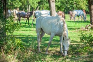 Beautiful white horse grazing on the green grass in the Lipica, National park in Slovenia
